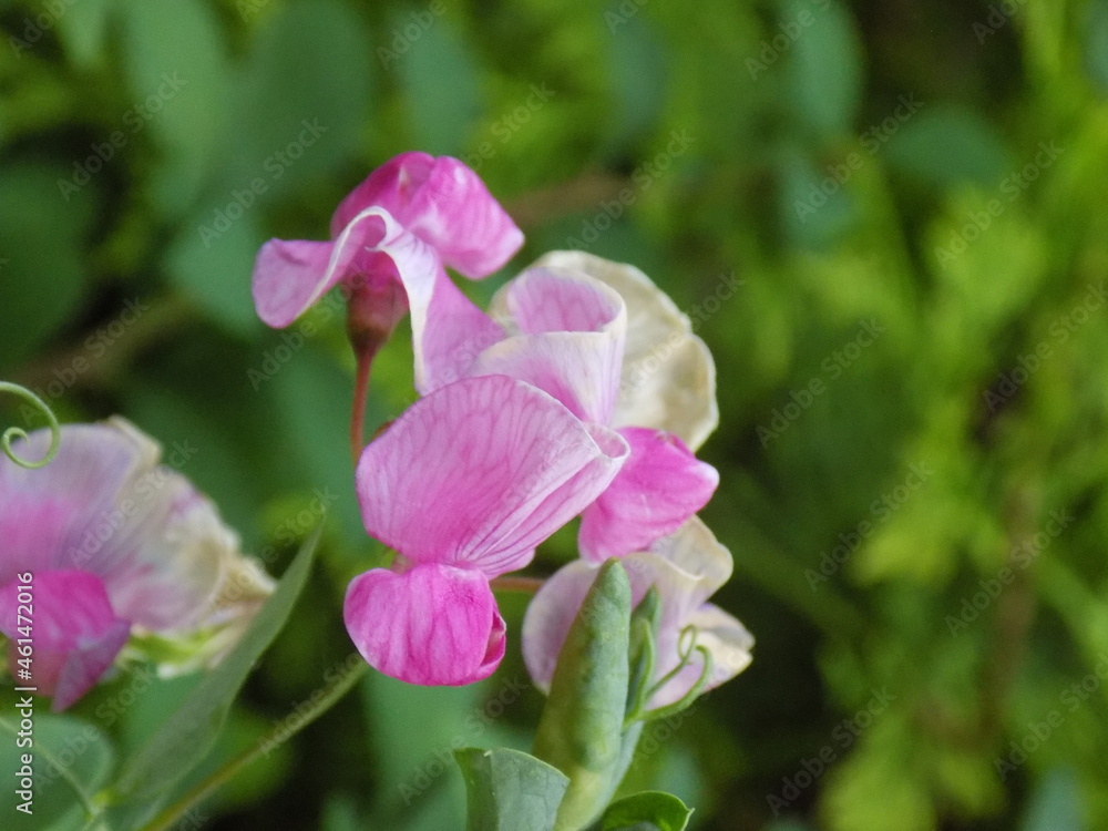 Naklejka premium pink flower