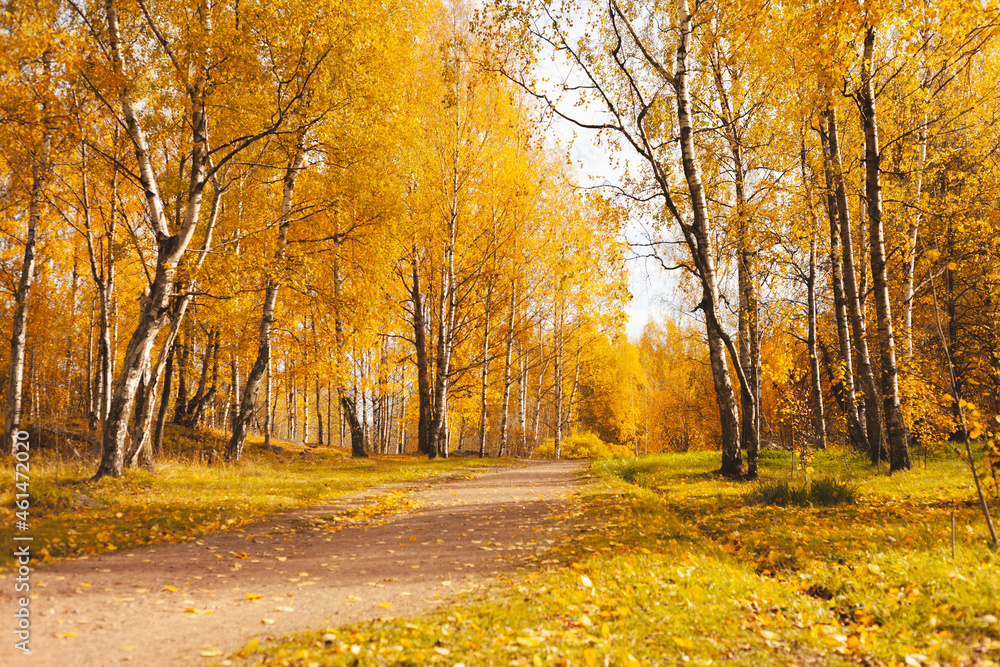 A path in the autumn park. Autumn walks in the park, fallen yellow foliage, healthy lifestyle, fresh air