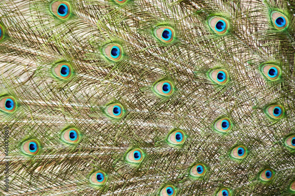 Obraz premium Bright colorful peacock tail texture. Animals backgrounds and patterns