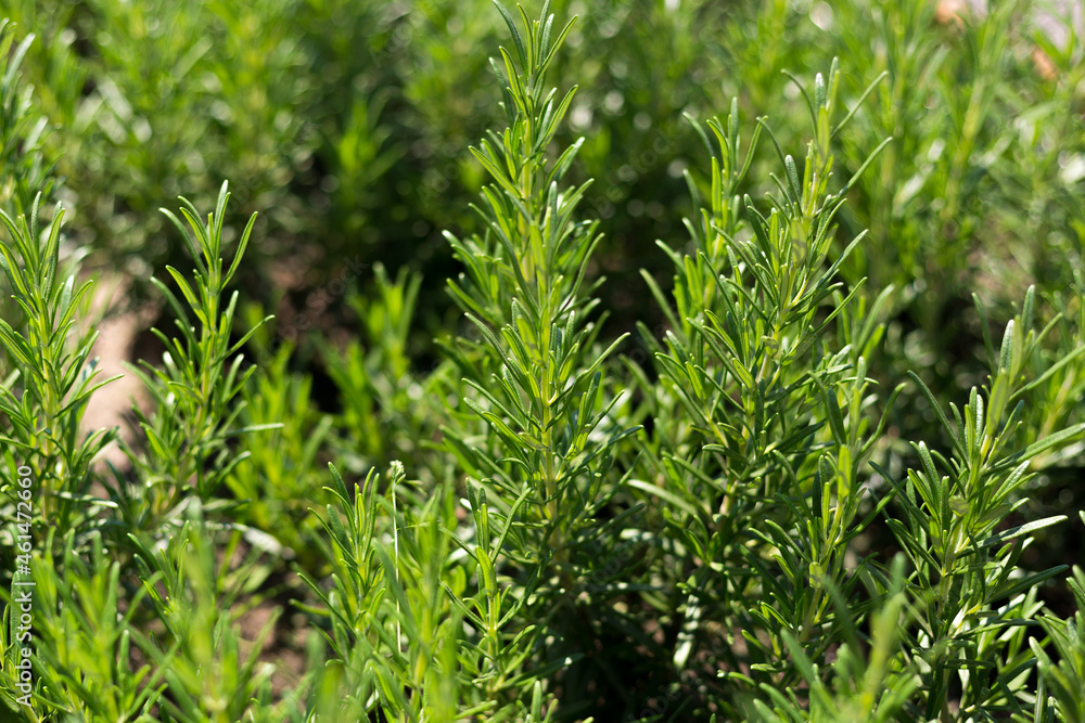 Fresh Rosemary Herb grow outdoor. Plant Ready to Cook, healthy food concept, top view. Organic farming. Home Gardening. Ingredients for dish Fresh Rosemary Herb grow outdoor. Plant Ready to Cook, healthy food concept, top view. Organic farming. Home Gardening. Ingredients for dish