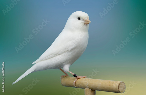 White canary bird