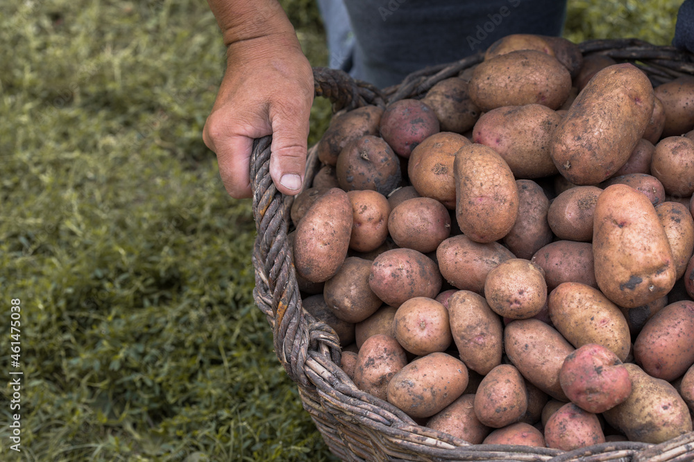 Fresh Potatoes In Wooden Wicker Basket On Ground. Seasonal Harvest potatoes