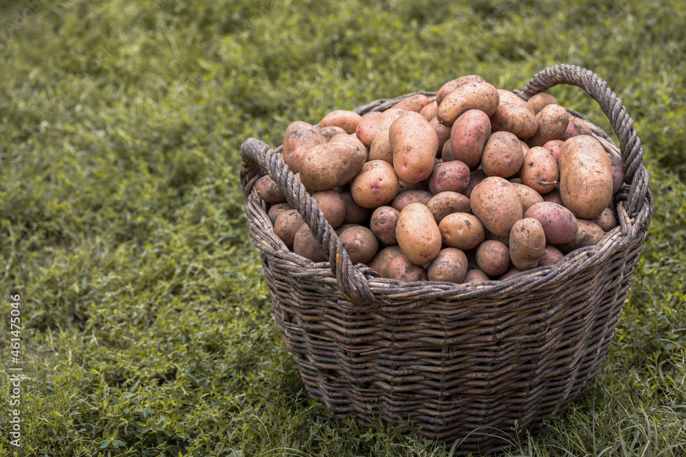 Fresh Potatoes In Wooden Wicker Basket On Ground. Seasonal Harvest potatoes Fresh Potatoes In Wooden Wicker Basket On Ground. Seasonal Harvest potatoes
