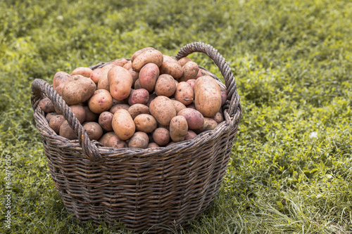 Fresh Potatoes In Wooden Wicker Basket On Ground. Seasonal Harvest potatoes