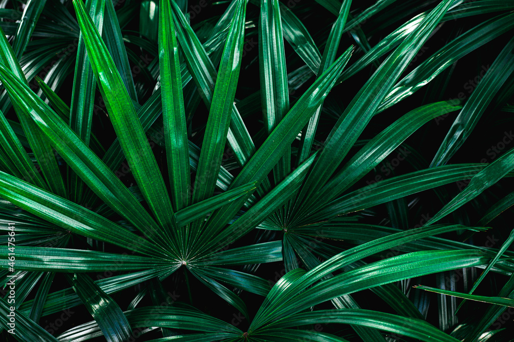 Fototapeta premium Full Frame of palm Leaves Pattern Background, Nature Lush Foliage Leaf Texture , tropical leaf