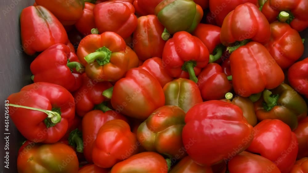 Bell peppers are collected in a large container inside a modern glass greenhouse. 4K slow-motion. High quality 4k footage Bell peppers are collected in a large container inside a modern glass greenhouse. 4K slow-motion. High quality 4k footage