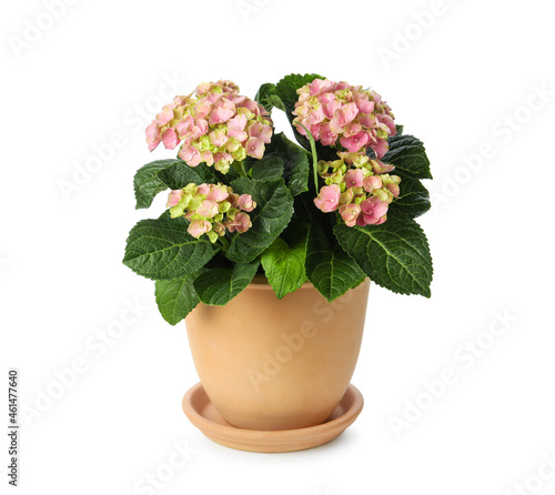 Beautiful potted hortensia plant with pink flowers isolated on white