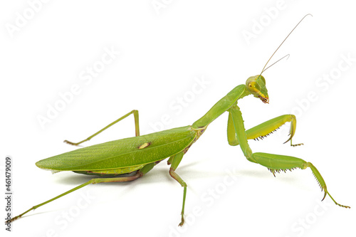 Mantis ordinary or mantis religious, isolated on white background © kostiuchenko