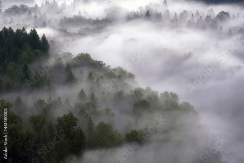 Rolling Fog over Pacific Northwest Forest