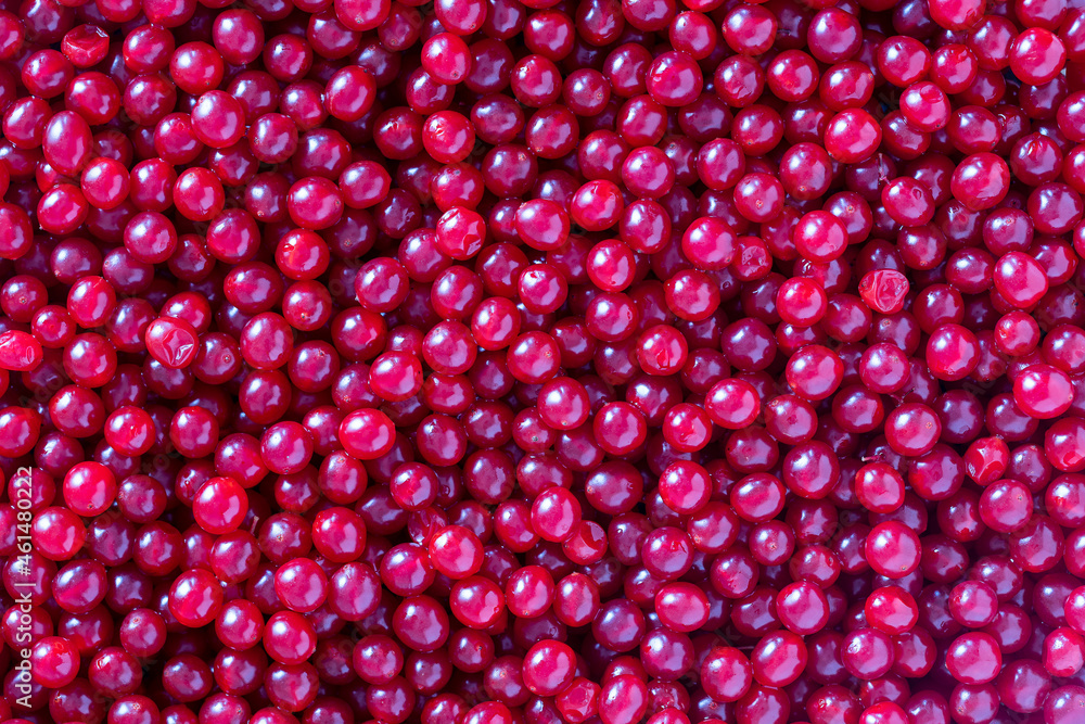 Harvest the red viburnum or guelder rose . Beautiful texture with red berries of viburnum background Harvest the red viburnum or guelder rose . Beautiful texture with red berries of viburnum background