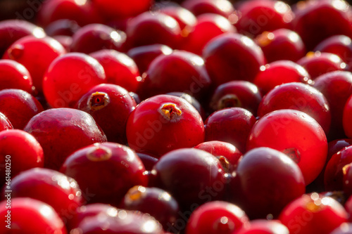 Harvest the red fresh cranberry, macro. Beautiful texture with red berries in sunlight
