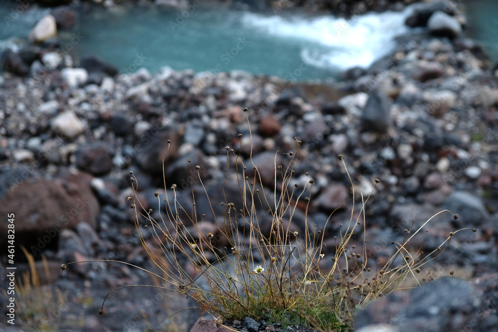 Fototapeta premium plants on the rocks