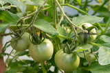 A bunch of unripe large green tomatoes hanging on a vine with the sun shining. There are large deep green leaves with deep veins on the cultivated branch of homegrown produce of raw beef tomatoes.