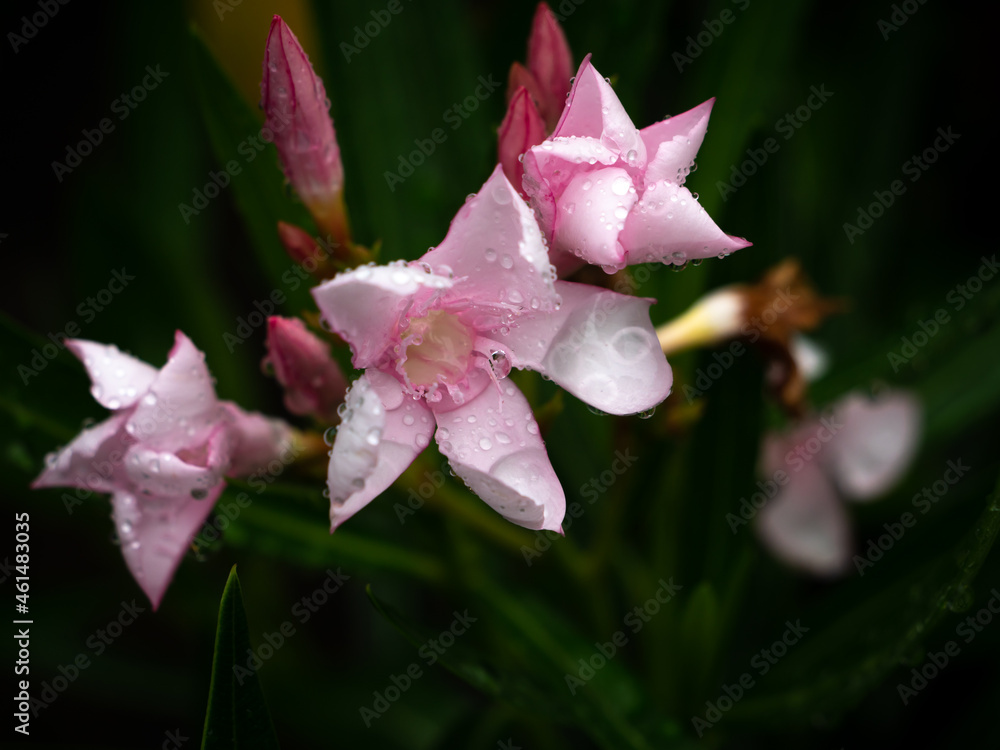 Rain Drops on Light Pink Oleander Flowers Blooming Rain Drops on Light Pink Oleander Flowers Blooming