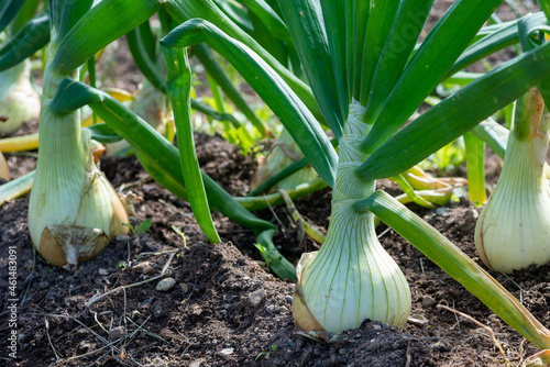 Raw white onions with long thick green stalks attached to the bulb. The bottom of the onions has long thin dried roots. The bulbs are pure white papery skin, sweet, and mild white flesh.
