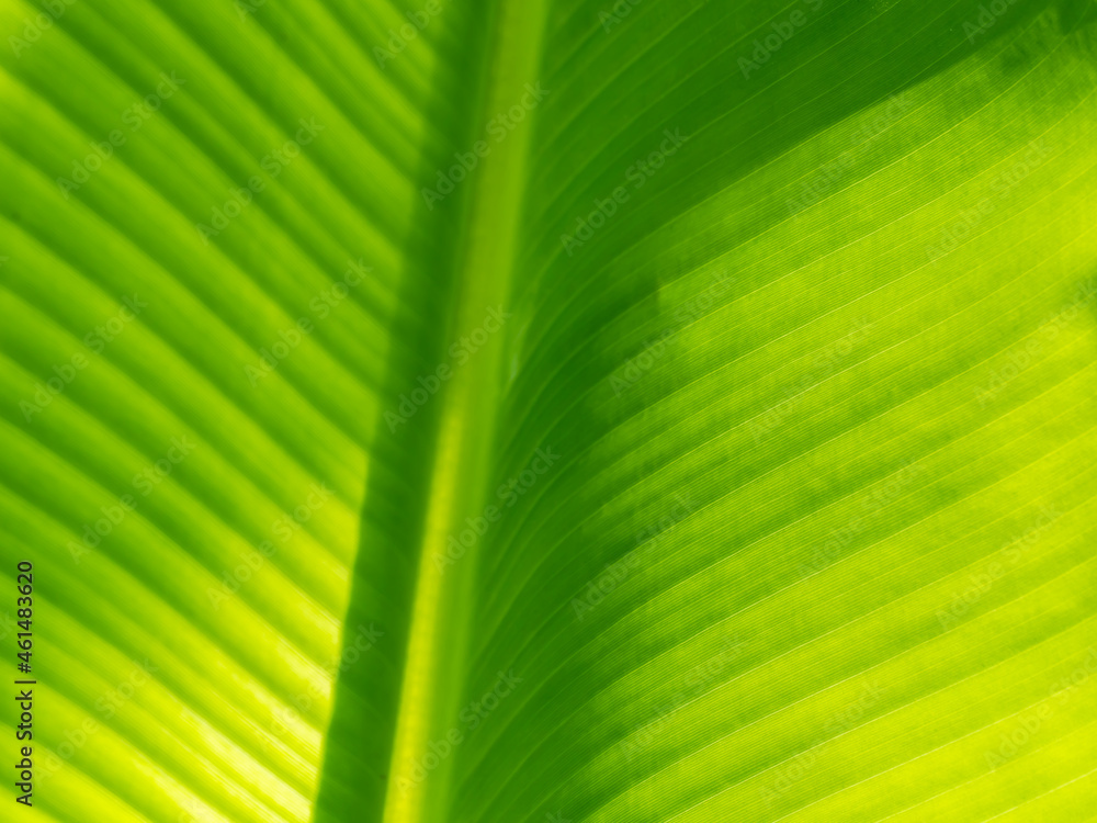 Abstract of The Stripes Crystal Anthurium Leaf Abstract of The Stripes Crystal Anthurium Leaf