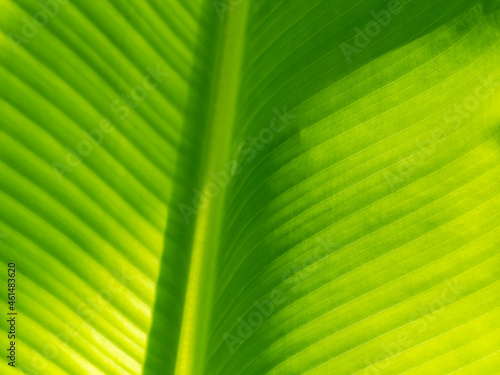 Abstract of The Stripes Crystal Anthurium Leaf