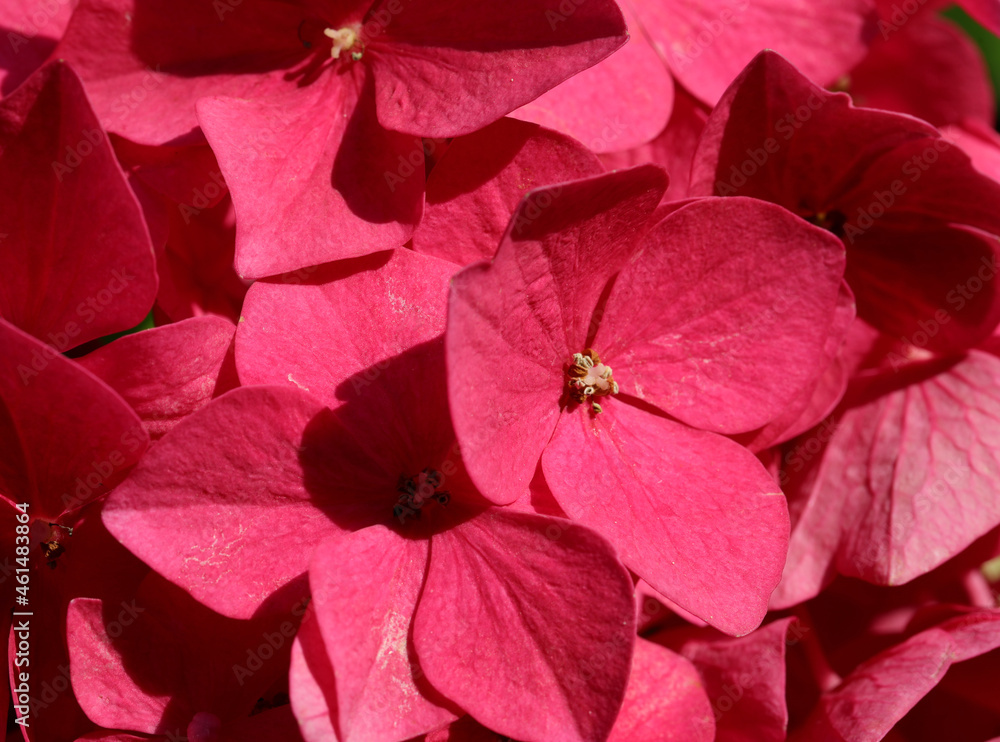 detail of the petals of the very bright red Hydrangea flower