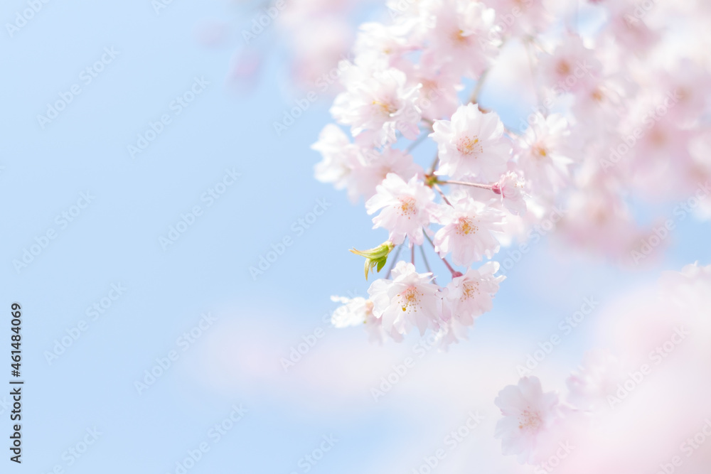 淡いピンク色の桜の花びらと水色の空 Pale pink cherry blossom petals and light blue sky 淡いピンク色の桜の花びらと水色の空 Pale pink cherry blossom petals and light blue sky