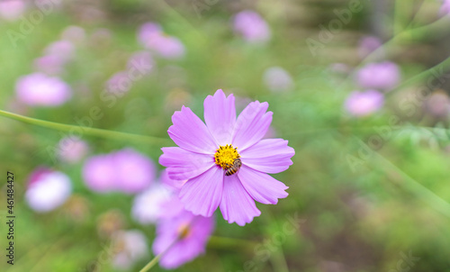 purple flower in the garden