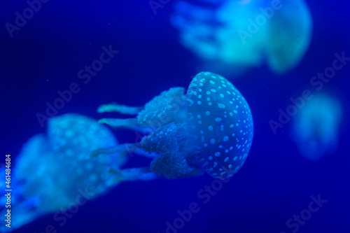 jellyfish