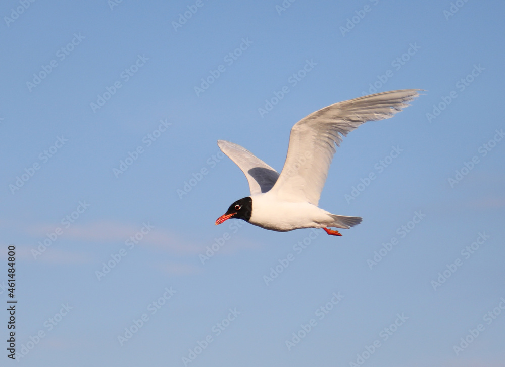 young black-headed gull typical of the mediterranean sea flies young black-headed gull typical of the mediterranean sea flies