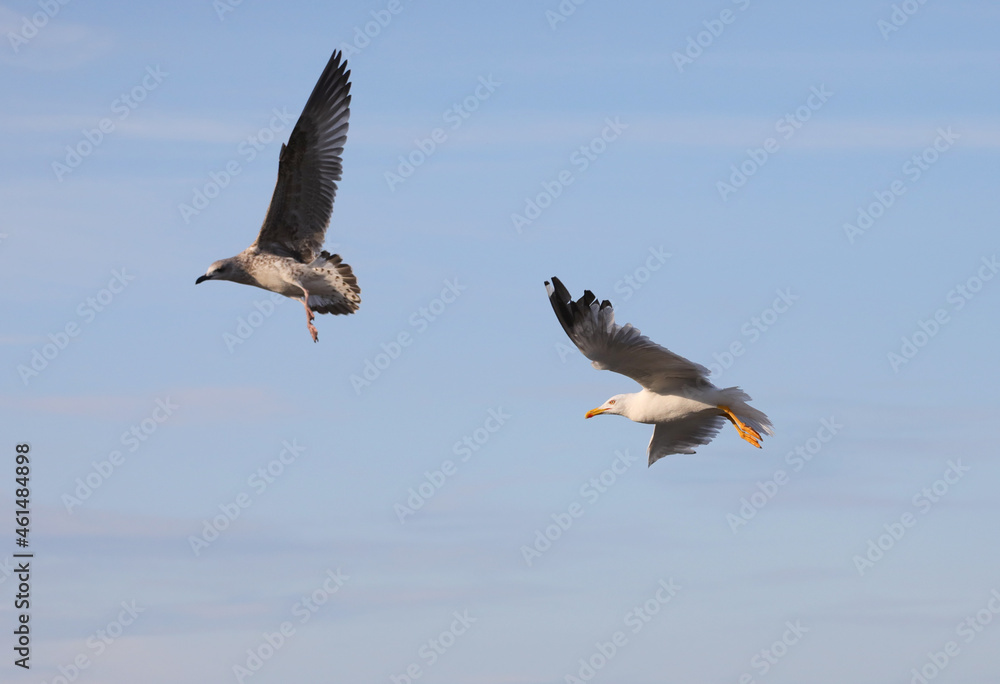 Obraz premium Two seagulls chasing each other to get there first to collect the fish