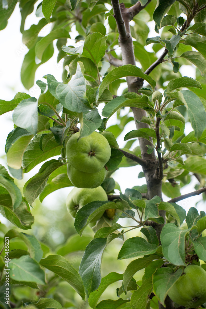 Green apple on a branch with leaves, close up, copy space Green apple on a branch with leaves, close up, copy space