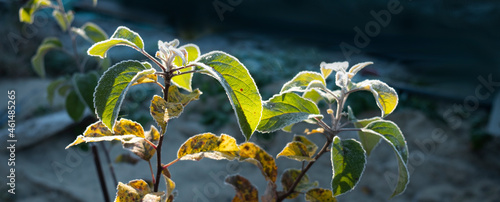 apple tree in the garden with frost