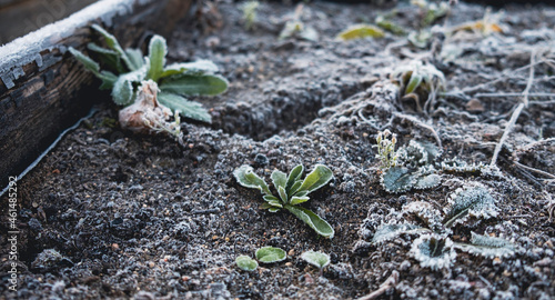 plant in the ground with frost