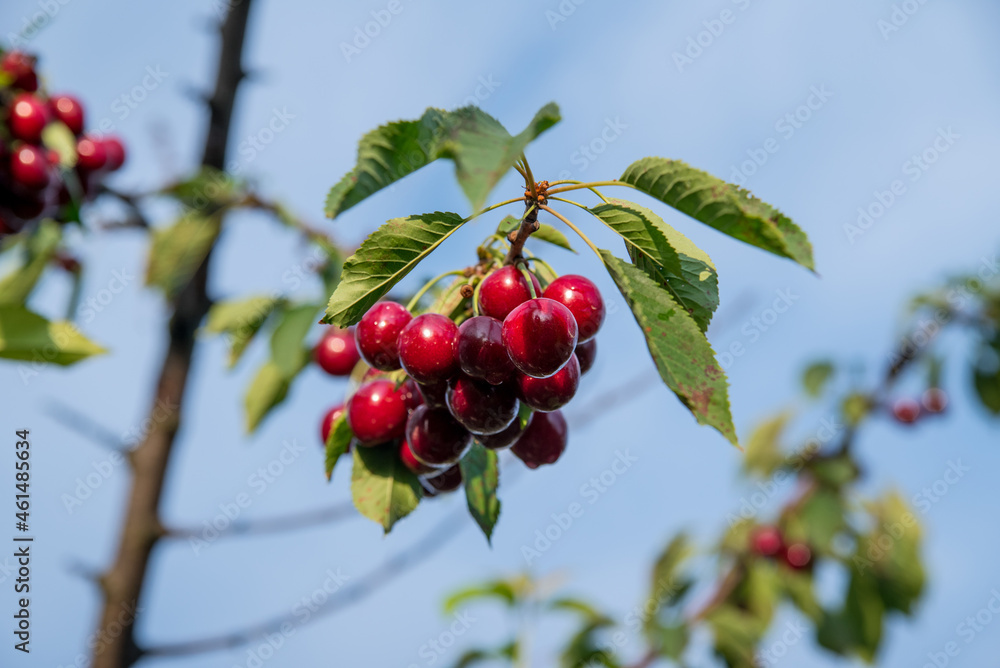 Obraz premium Red cherry on a tree branch with green leaves on a background of the sky, copy space