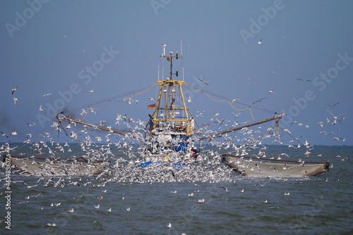 Tableau sur toile shrimp cutter while fishing with trawls on the North Sea pursued by a swarm of g