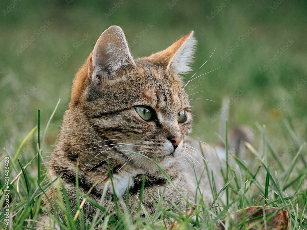 Cat portrait. Cute cat outdoor.
