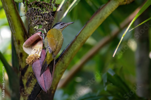 Grey headed Woodpecker on banana plant photo