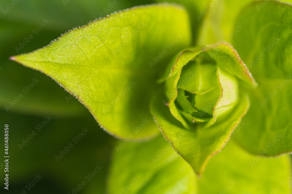 A green symmetrical plant with hairs on the edges of the foliage top view A green symmetrical plant with hairs on the edges of the foliage top view