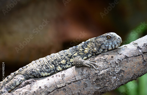 The Chinese crocodile lizard (Shinisaurus crocodilurus) on branch of tree.