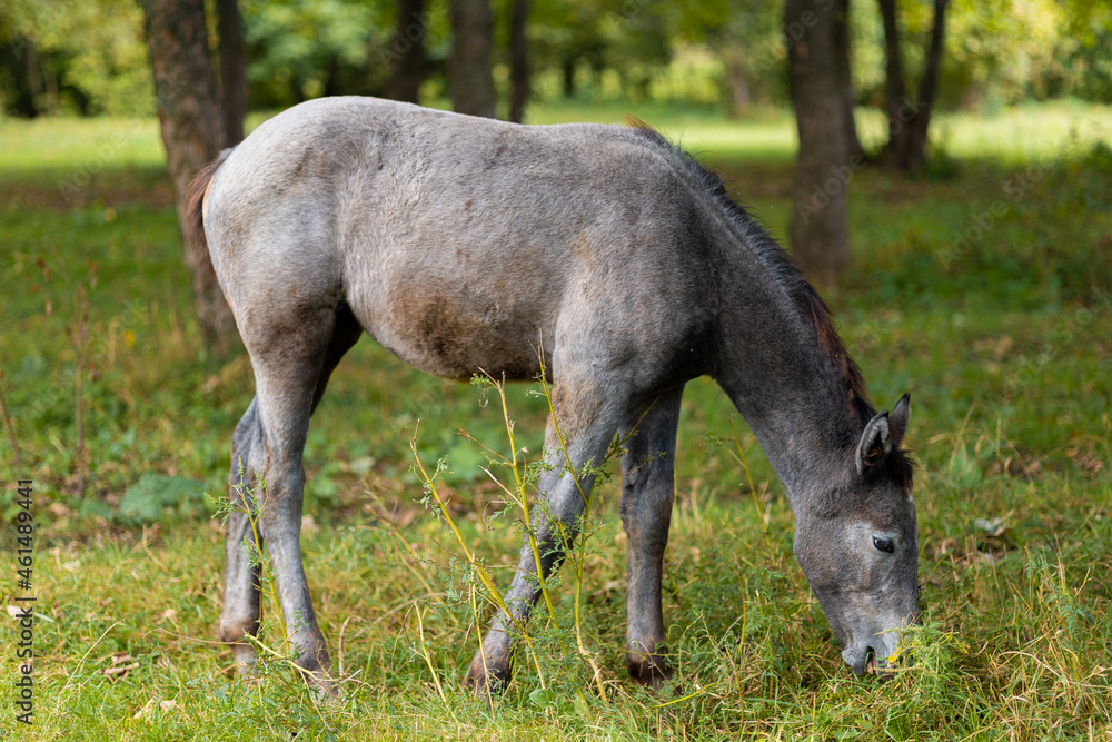a gray horse eats grass in a pasture a gray horse eats grass in a pasture
