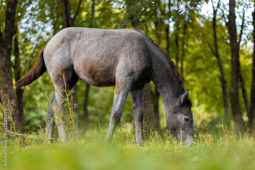 a gray horse eats grass in a pasture