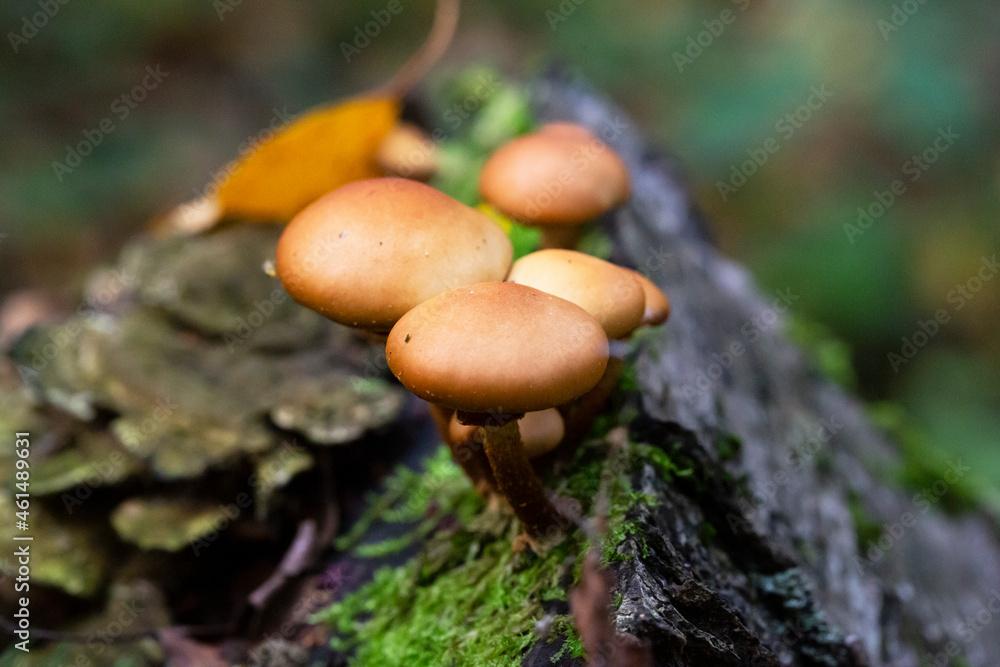 Galerina marginata is deadly poisonous mushroom, october Galerina marginata is deadly poisonous mushroom, october