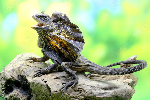 Soa Payung (Chlamydosaurus kingii), also known as the frilled lizard or frilled dragon, is showing a threatening expression.