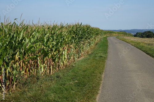 Road and late summer cornfield right before the harvest under a blue sky at the German French border, Steine an der Grenze, Wellingen, Merzig, Saarland, Germany 