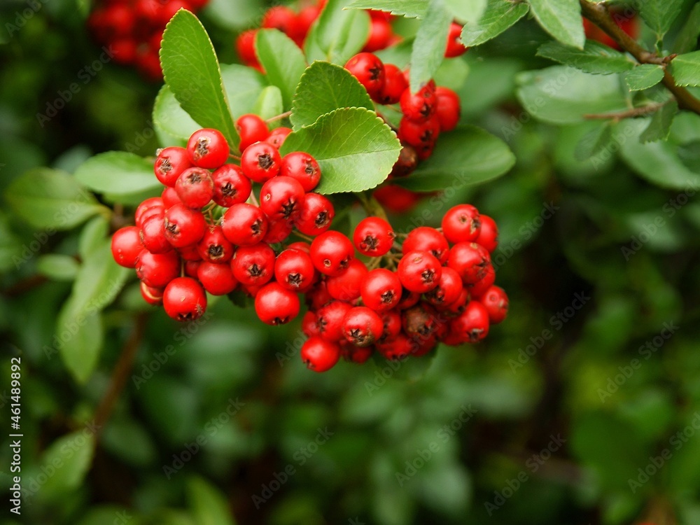 clusters of red berrires on Firethorn-Pyrocantha coccinea bush at autumn clusters of red berrires on Firethorn-Pyrocantha coccinea bush at autumn