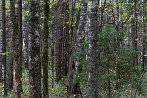 forest of mixed wood species. Trunks of deciduous and coniferous trees in autumn