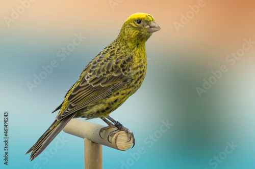 Lizard canary bird perched in softbox