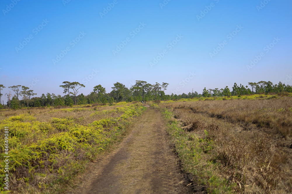 Fototapeta premium road in the field