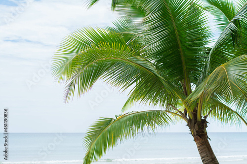 Coconut tree on the beach