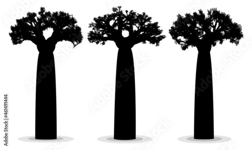 High detail vector silhouettes of adansonia grandidieri, giant baobabs from Madagascar.