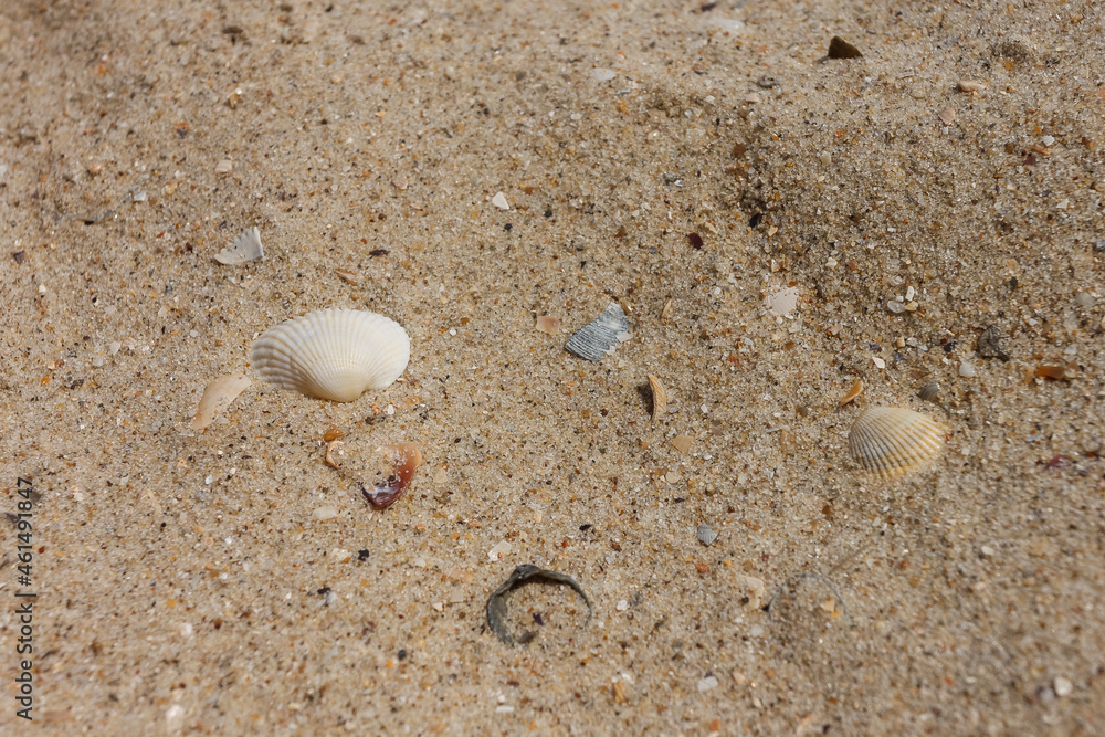 Sea shell on the sand. Beach background. Marine theme. Small depth of field Sea shell on the sand. Beach background. Marine theme. Small depth of field
