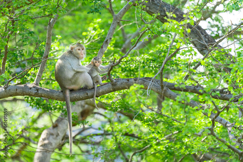 Photography A mother monkey sits and looks after her cubs on a tree.