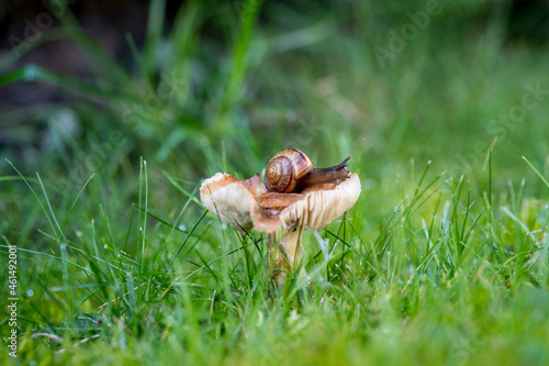 a snail on a mushroom in the morning with dew on the green grass